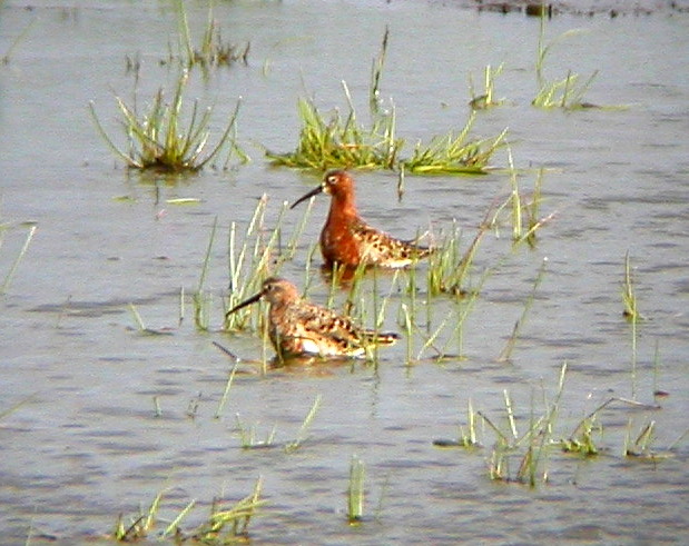 Curlew Sandpiper