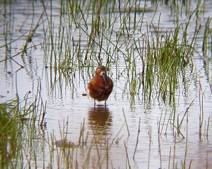 Curlew Sandpiper