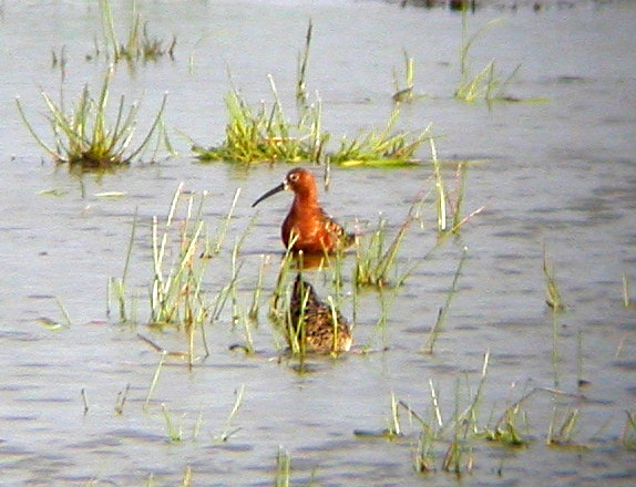 Curlew Sandpiper