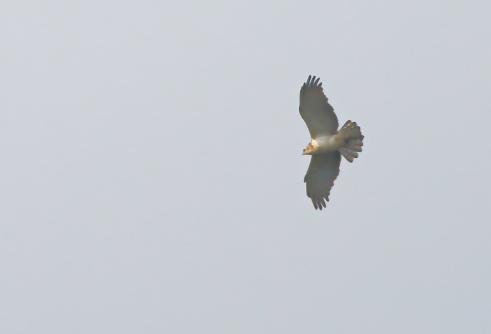Short-toed Eagle