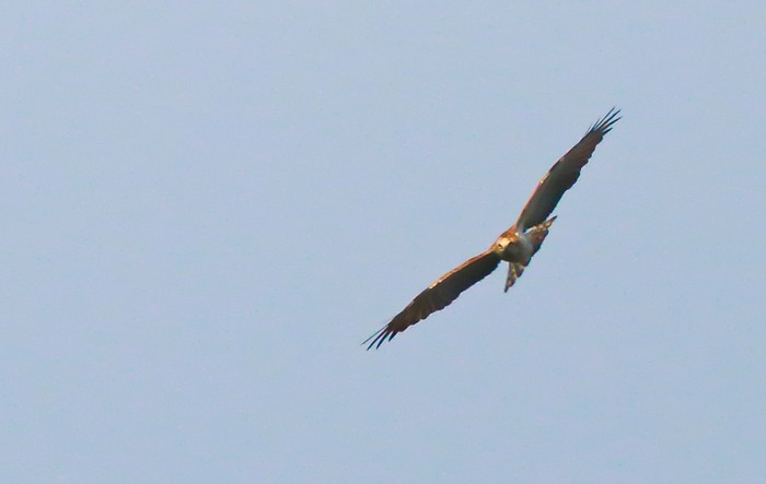Short-toed Eagle