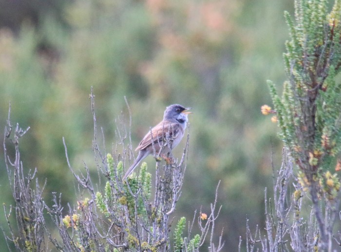 Spectacled Warbler