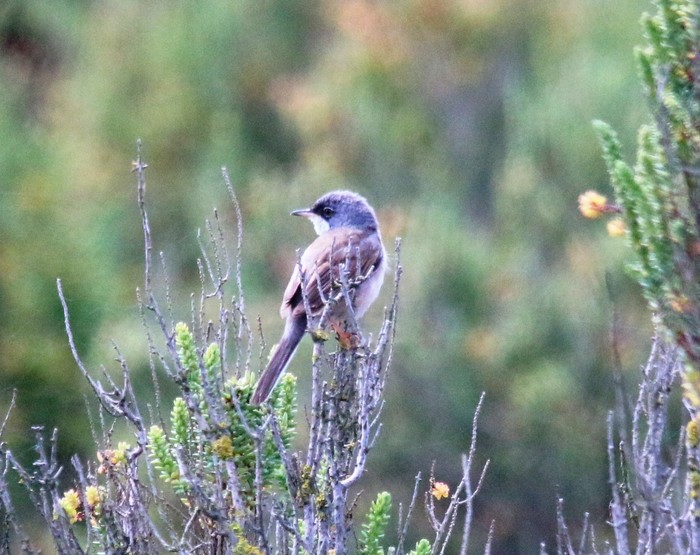 Spectacled Warbler