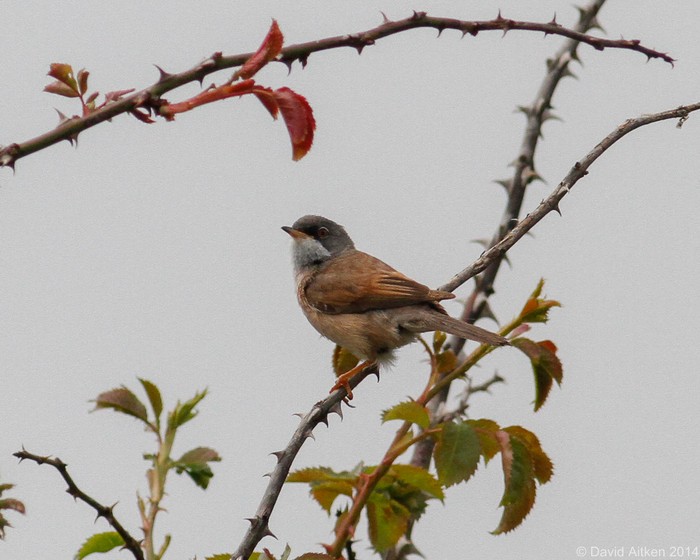 Spectacled Warbler