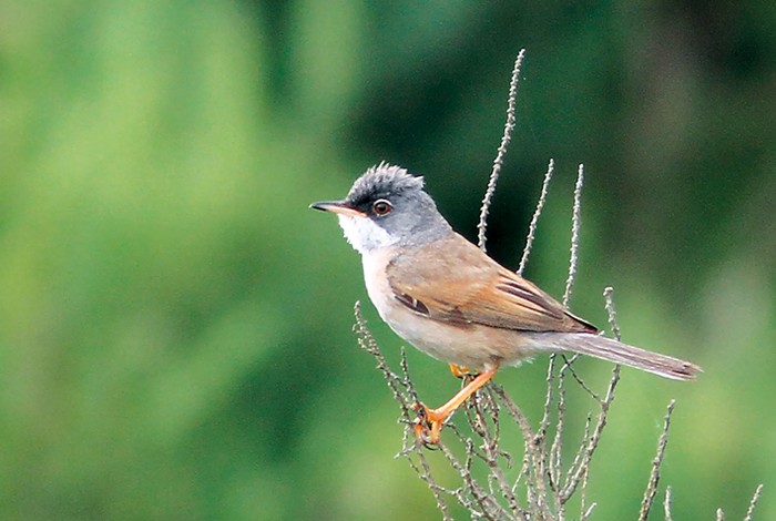 Spectacled Warbler