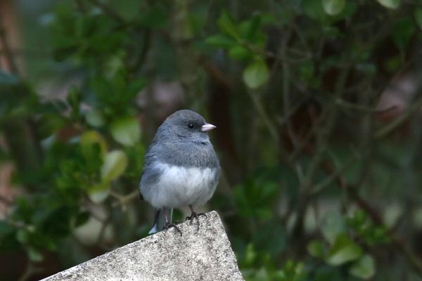 Dark-eyed Junco