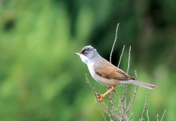 Spectacled Warbler