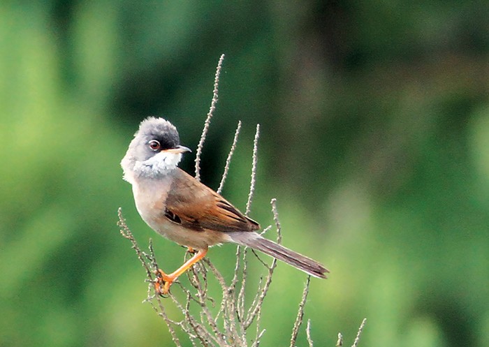 Spectacled Warbler
