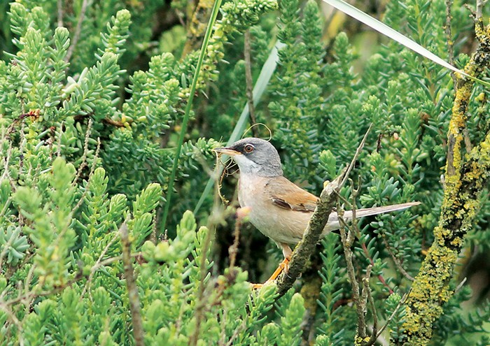 Spectacled Warbler