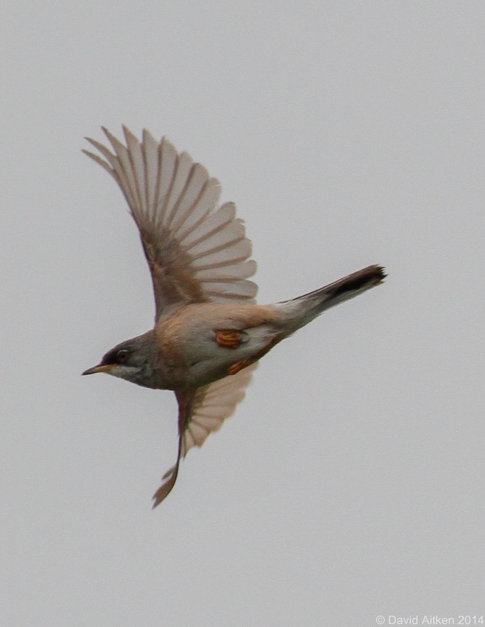 Spectacled Warbler