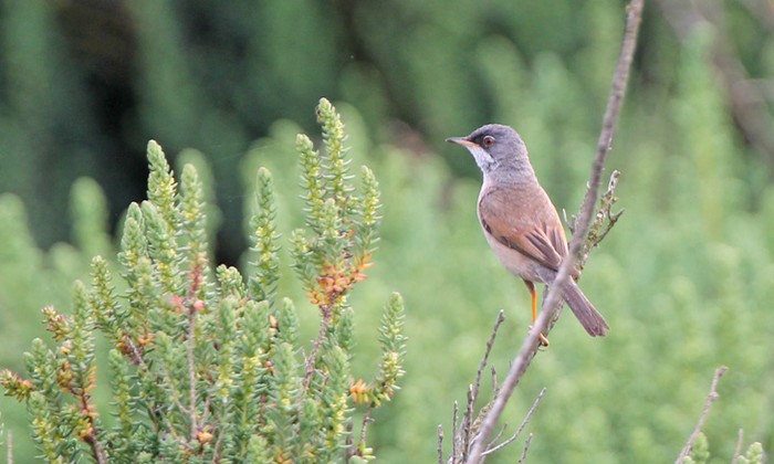 Spectacled Warbler