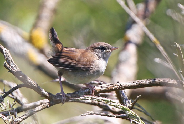Cetti's Warbler