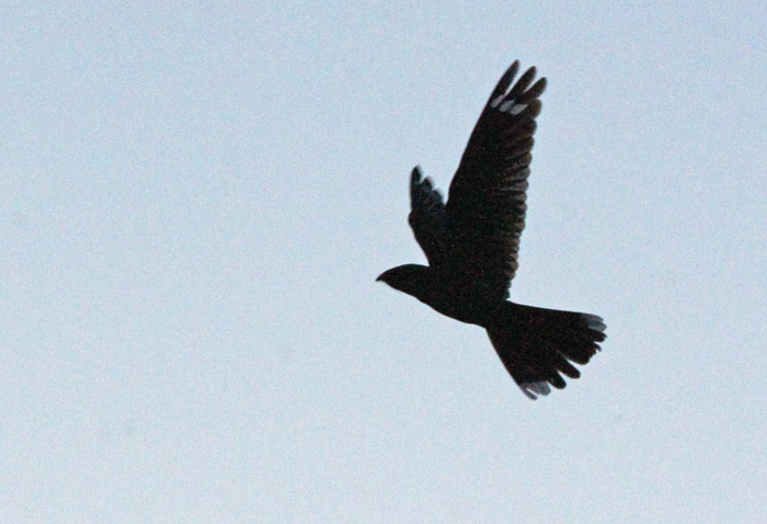 Nightjar