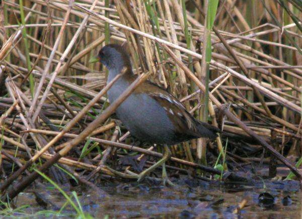 Little Crake