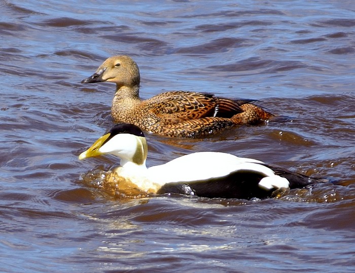 King Eider