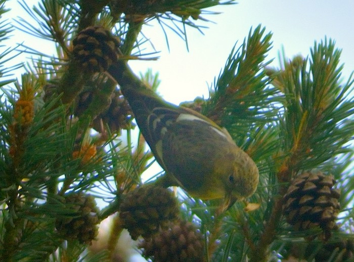 Two-barred Crossbill