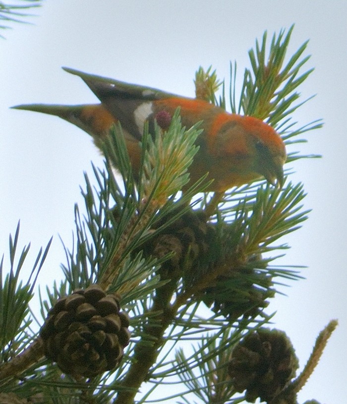 Two-barred Crossbill