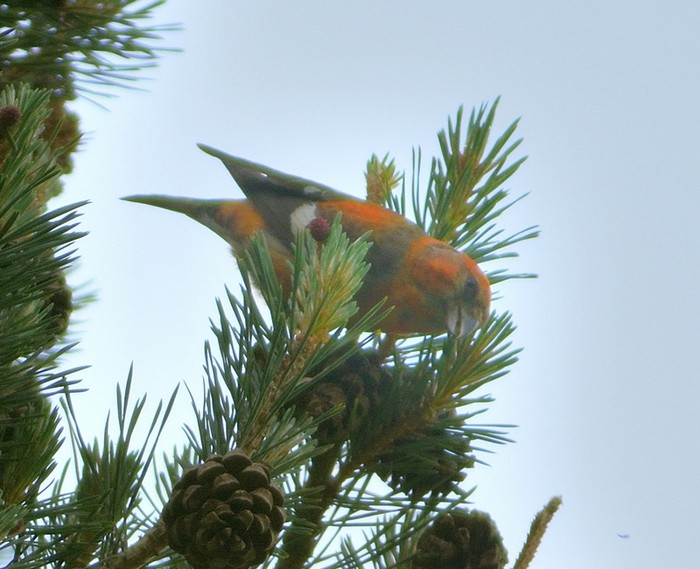 Two-barred Crossbill