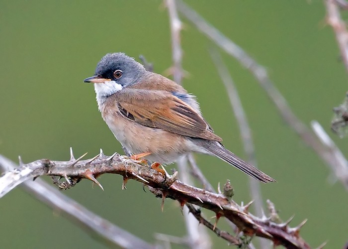 Spectacled Warbler