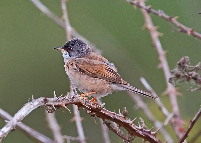 Spectacled Warbler