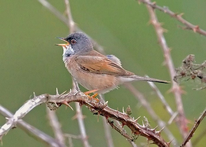 Spectacled Warbler