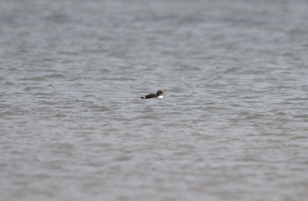 King Eider