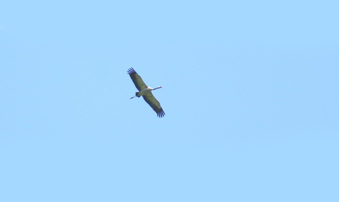 Common Crane