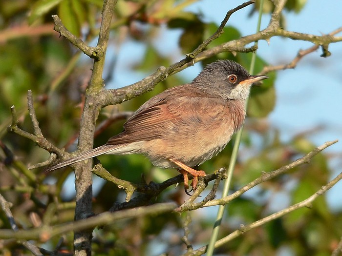 Spectacled Warbler
