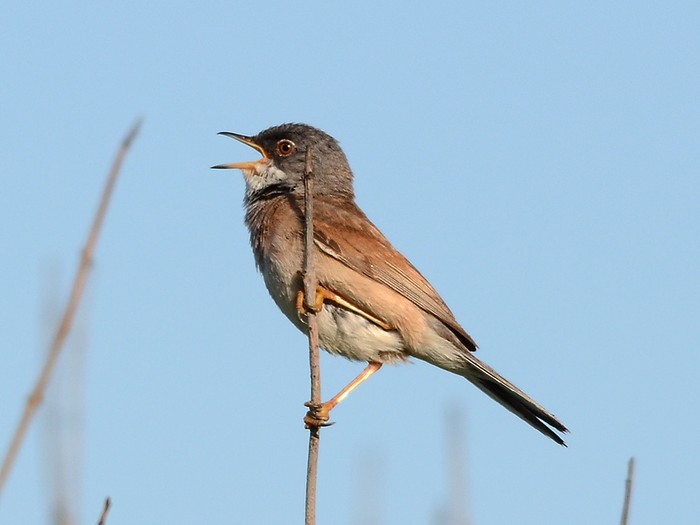 Spectacled Warbler