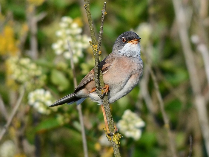 Spectacled Warbler