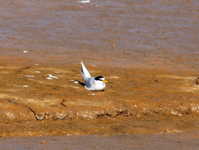 Little Tern