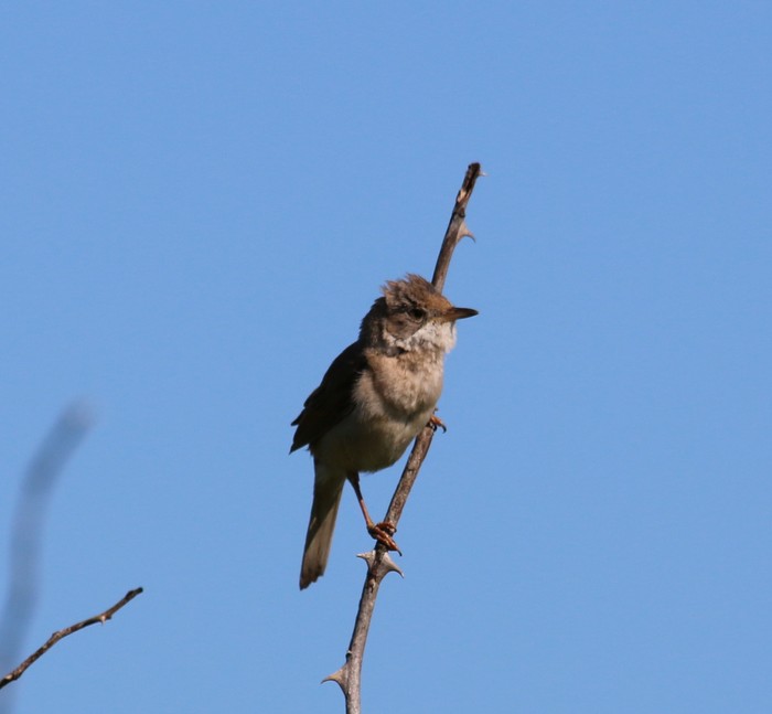 Whitethroat
