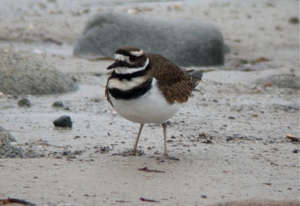 Killdeer