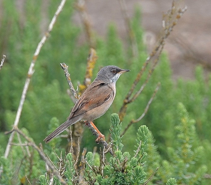 Spectacled Warbler