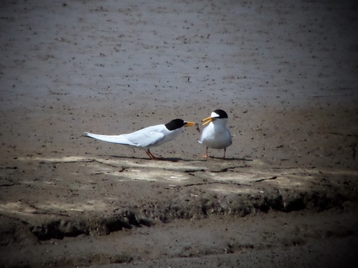 Little Tern