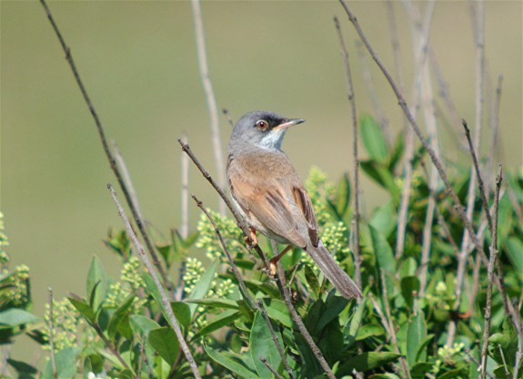 Spectacled Warbler