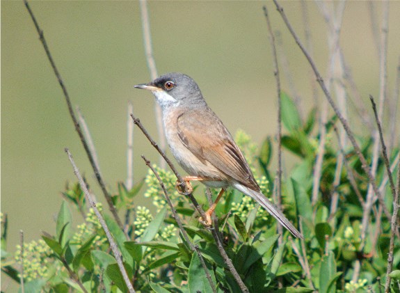 Spectacled Warbler