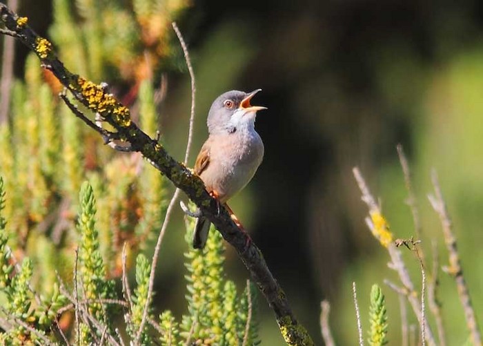Spectacled Warbler