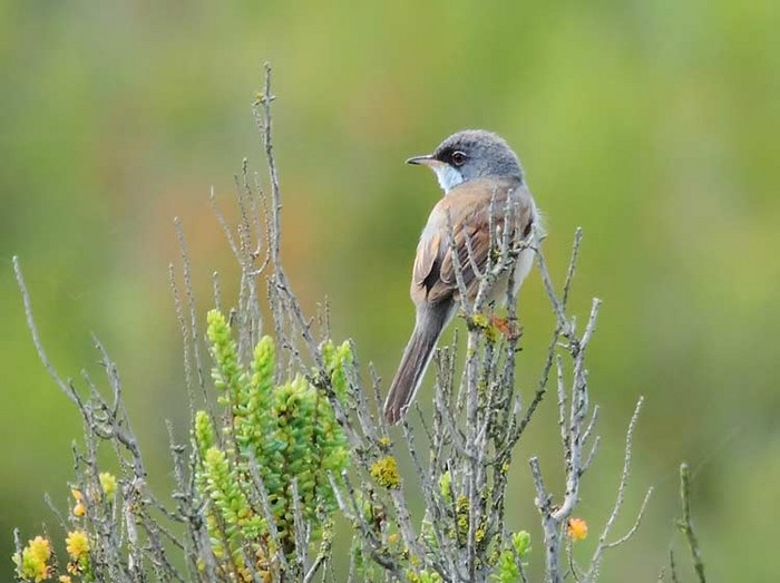 Spectacled Warbler
