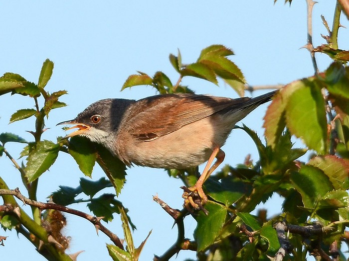 Spectacled Warbler