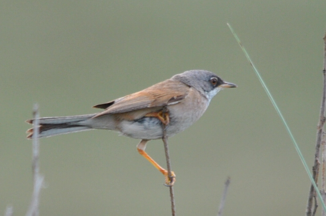 Spectacled Warbler