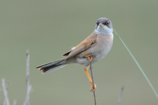 Spectacled Warbler
