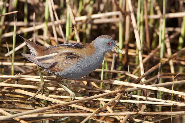 Little Crake