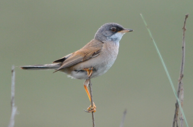 Spectacled Warbler