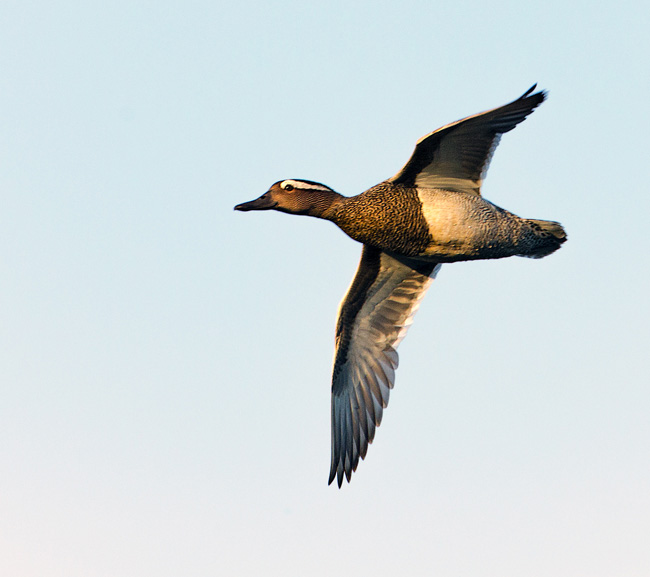 Garganey