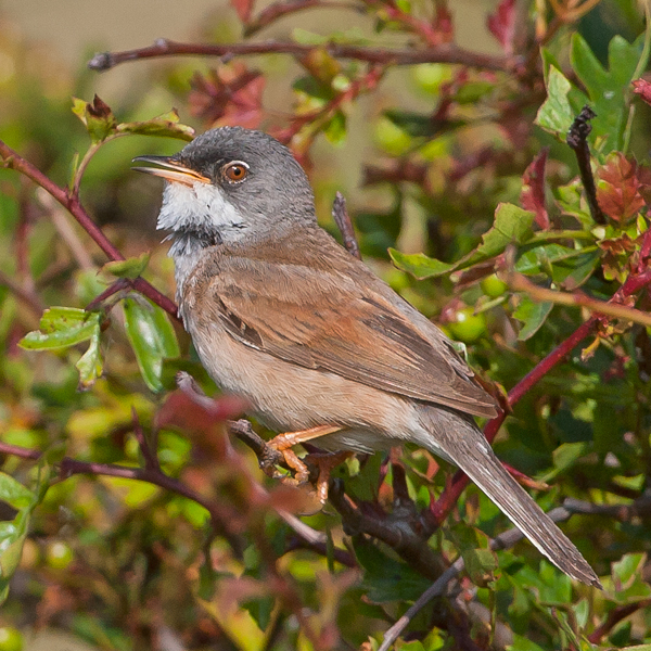 Spectacled Warbler