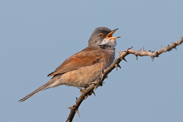 Spectacled Warbler