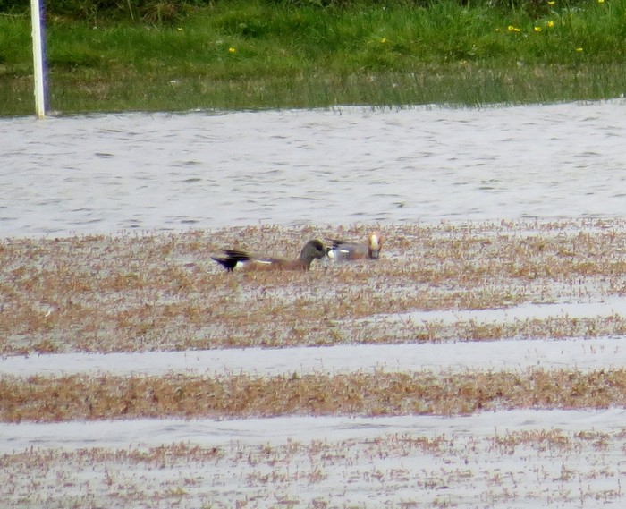 American Wigeon