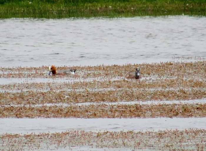 American Wigeon