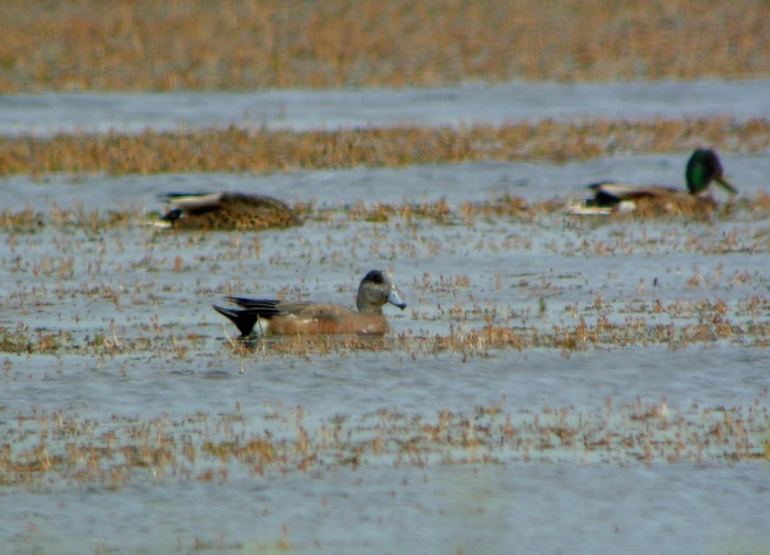American Wigeon
